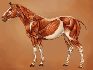 horse_muscles_reference_by_eponagirl-d4n1dkb