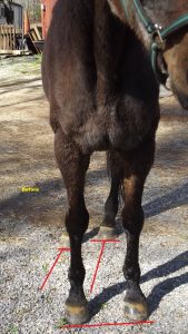 Fanny Back Hoof - Before with red lines